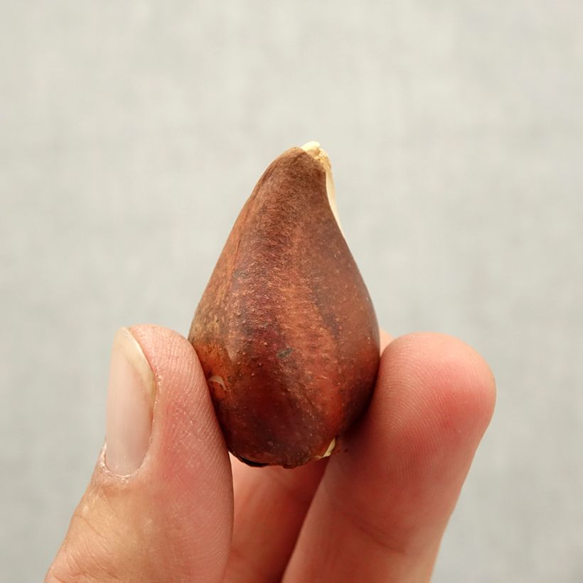 Ejemplar de Tulipán Triunfo Beau Monde Bulbo calibre 10+ entregado en otoño