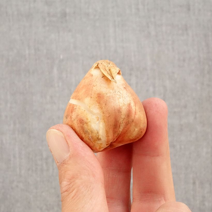 Ejemplar de Tulipán Triunfo Boston Bulbo calibre 12+ entregado en otoño