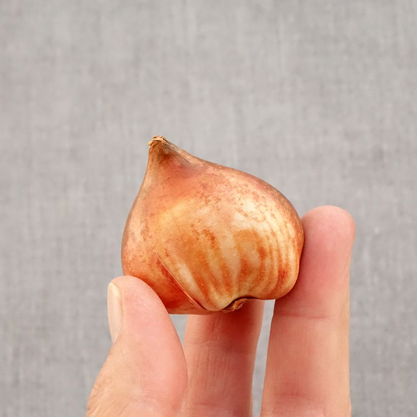 Ejemplar de Tulipán Triunfo Bright Pink Lady Bulbo calibre 12 entregado en otoño