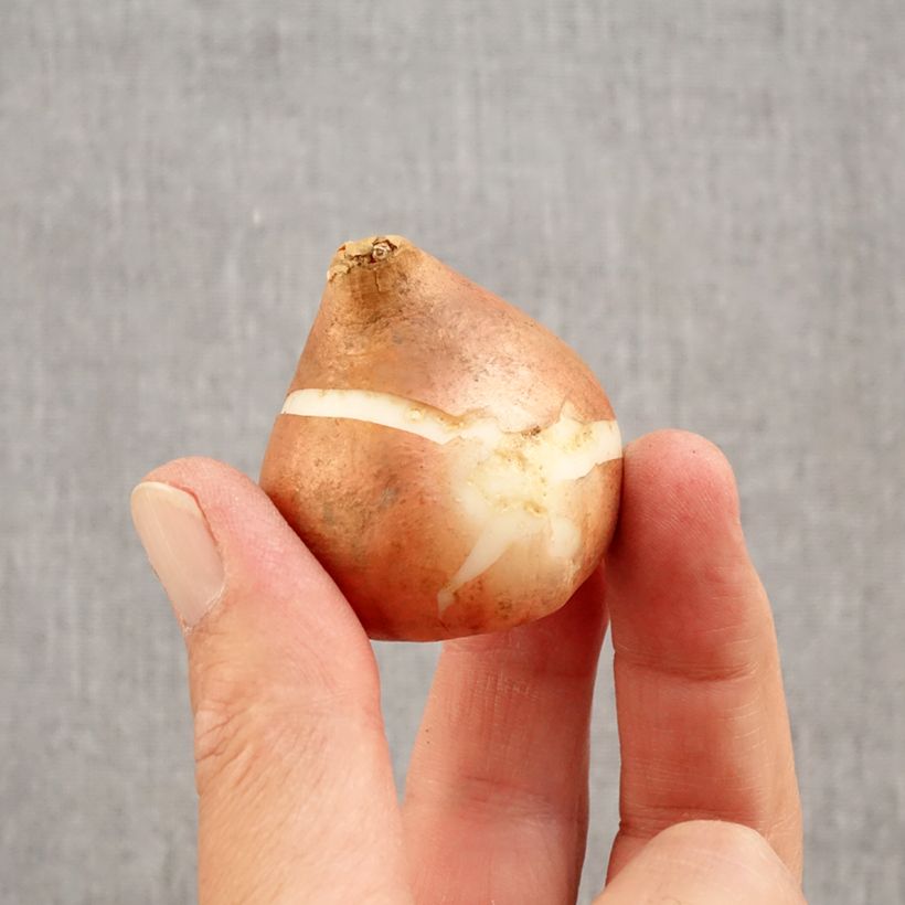 Ejemplar de Tulipán Triunfo Brown Sugar Bulbo calibre 12+ entregado en otoño