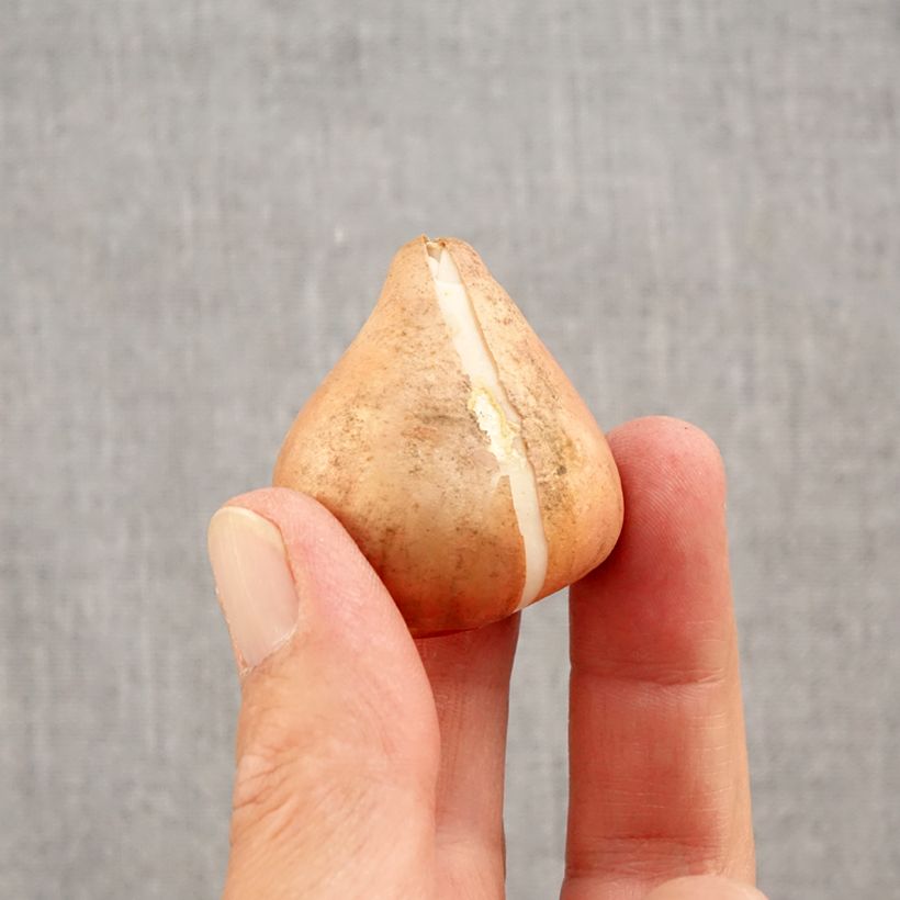 Ejemplar de Tulipán Triunfo Happy Generation Bulbo calibre 11/12 entregado en otoño