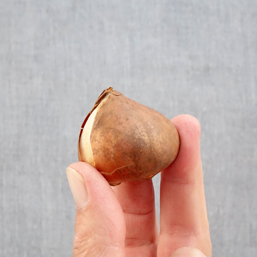 Ejemplar de Tulipán Triunfo Kyoko Takahashi Bulbo calibre 11/12 entregado en otoño