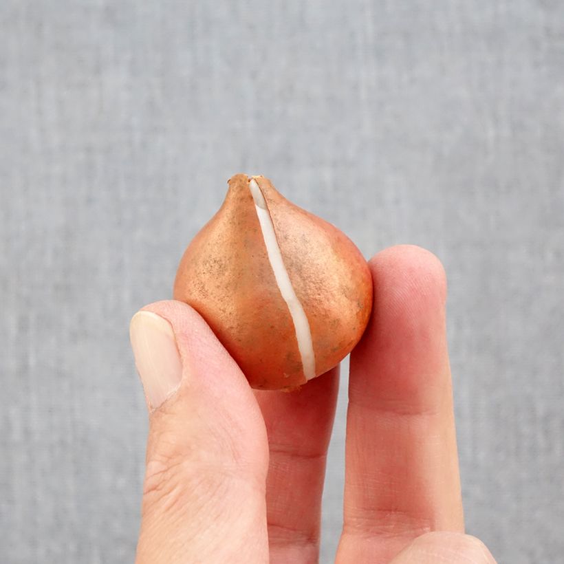 Ejemplar de Tulipán Triunfo Mango Charm Bulbo calibre 11+ entregado en otoño