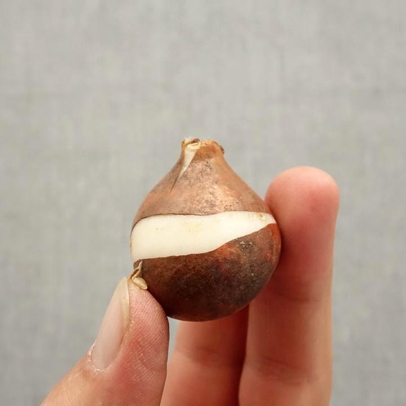 Ejemplar de Tulipán Triunfo Tom Pouce Bulbo calibre 12+ entregado en otoño