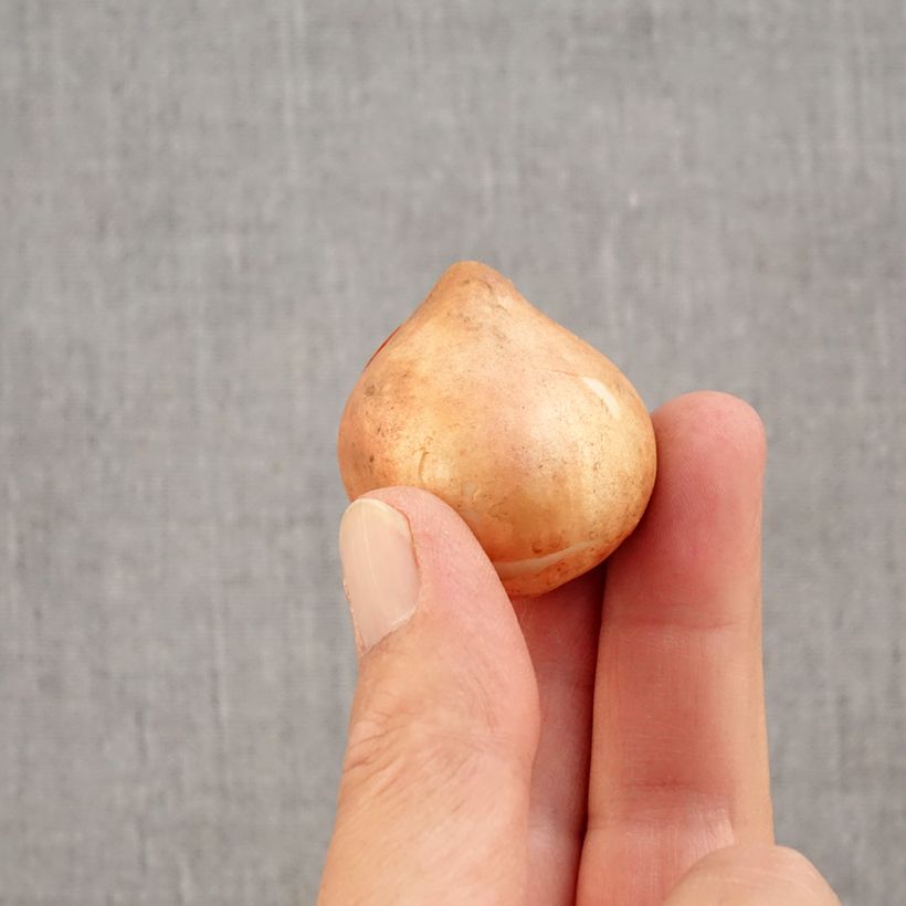 Ejemplar de Tulipán viridiflora Blushing Artist Bulbo calibre 11+ entregado en otoño