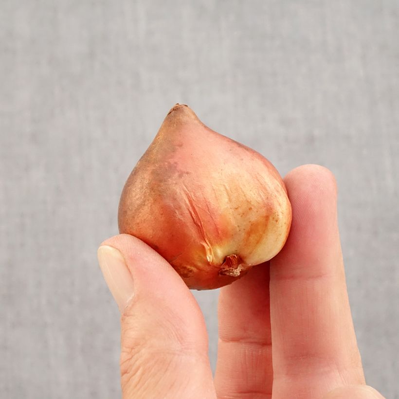 Ejemplar de Tulipán doble de flor temprana Mix Bulbo calibre 10+ entregado en otoño
