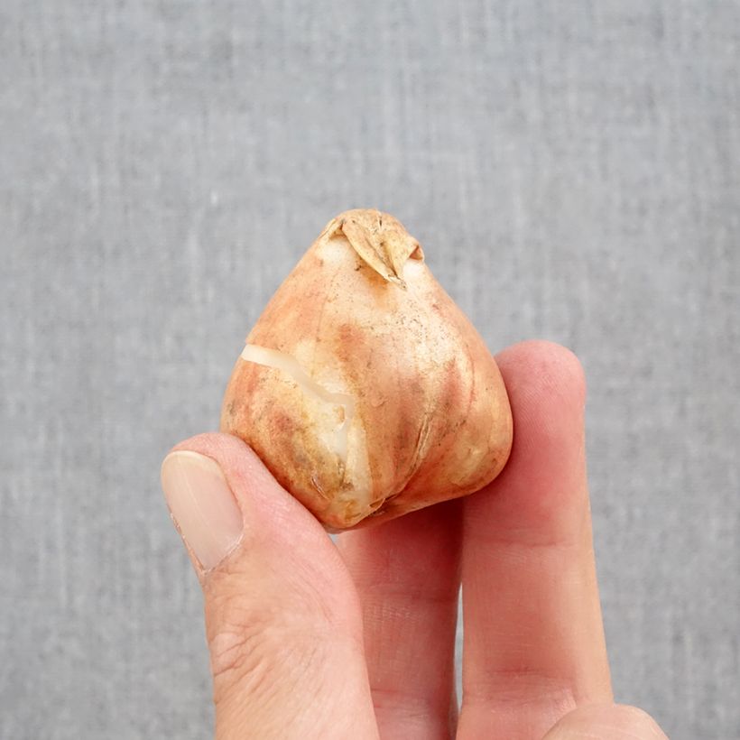 Ejemplar de Tulipán Papagayo Mix Bulbo calibre 12+ entregado en otoño