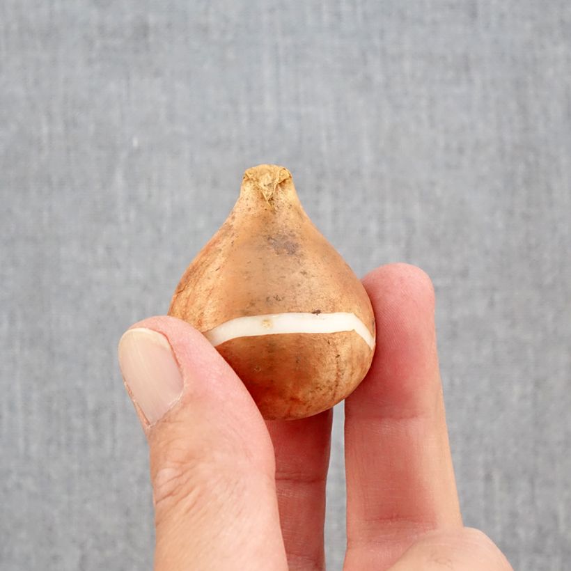 Ejemplar de Tulipán Rembrandt Rembrandt Mix Bulbo calibre 12+ entregado en otoño