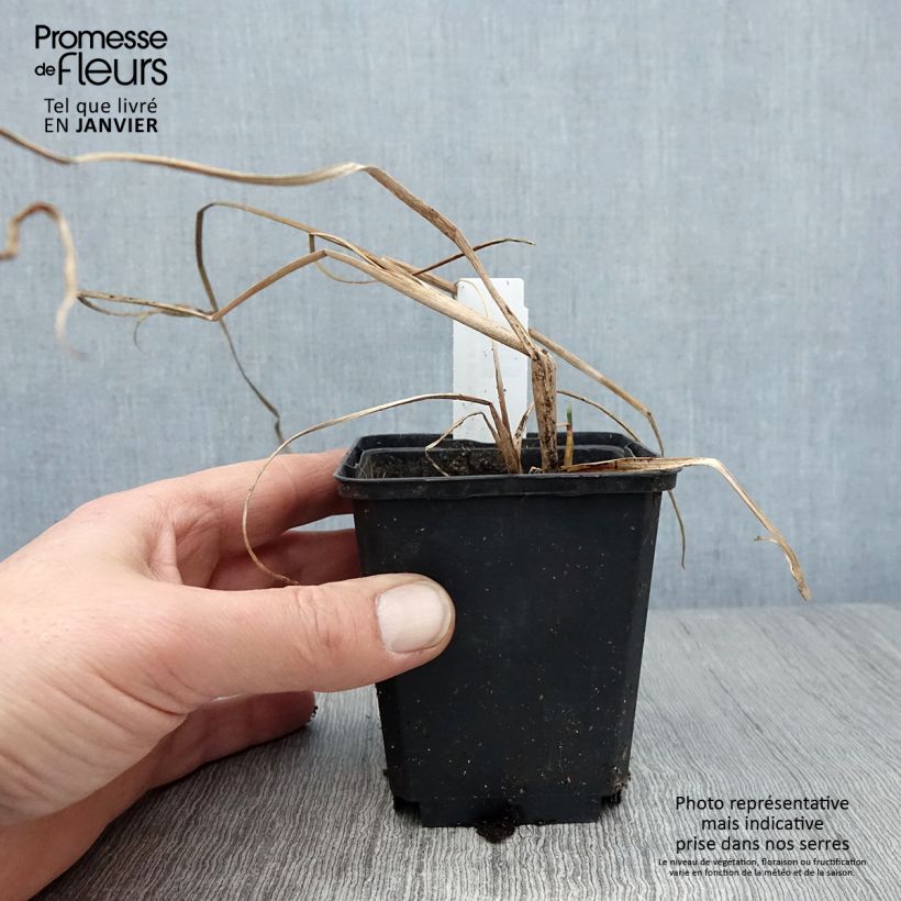 Typha angustifolia - Espadaña Maceta de 8/9 cm Ejemplar entregado en invierno