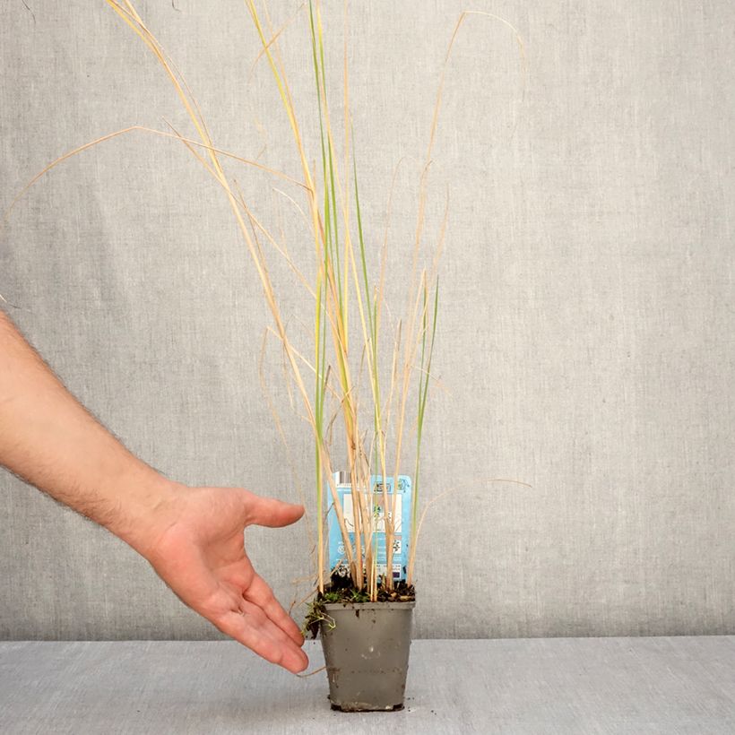 Ejemplar de Typha laxmannii Maceta de 8/9 cm entregado en otoño