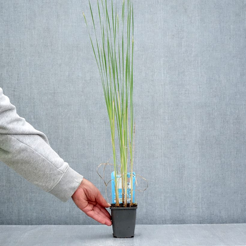 Ejemplar de Typha laxmannii Maceta de 8/9 cm entregado en verano