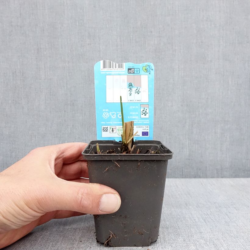 Typha laxmannii Maceta de 8/9 cm Ejemplar entregado en la primavera