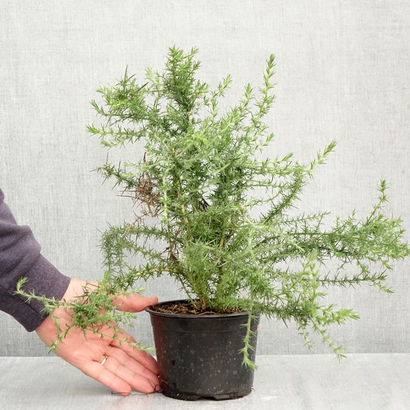 Ejemplar de Ulex europaeus - Tojo Maceta 1L/1,5L entregado en otoño