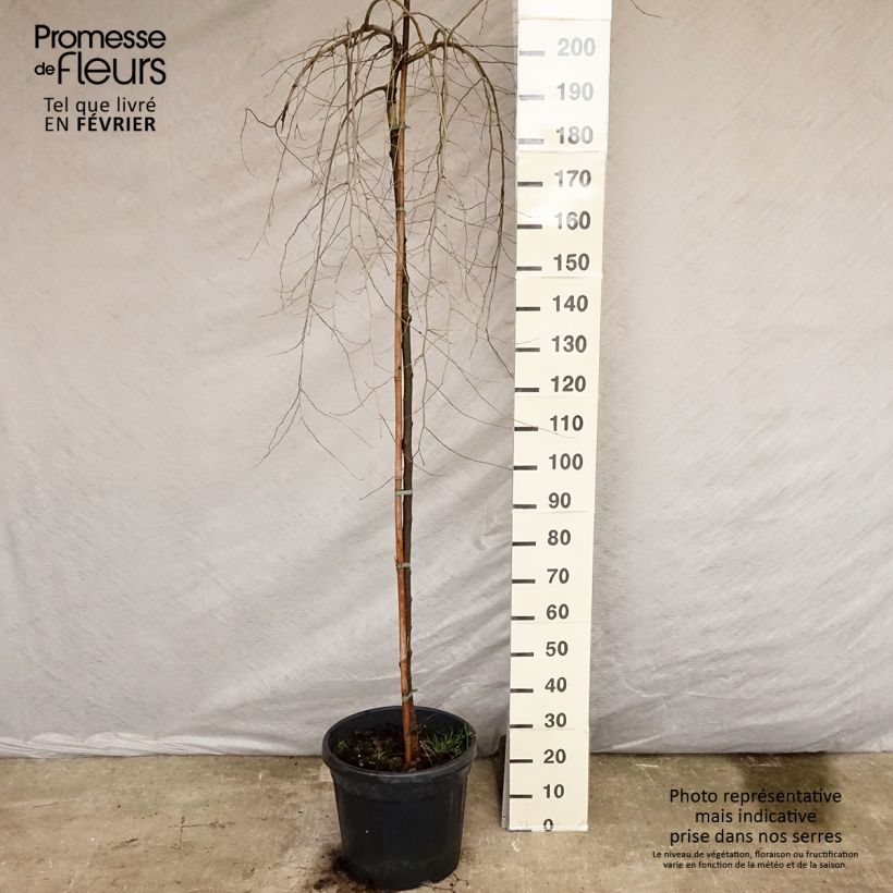 Ulmus carpinifolia Pendula - Olmo Maceta 30L/35L Ejemplar entregado en invierno