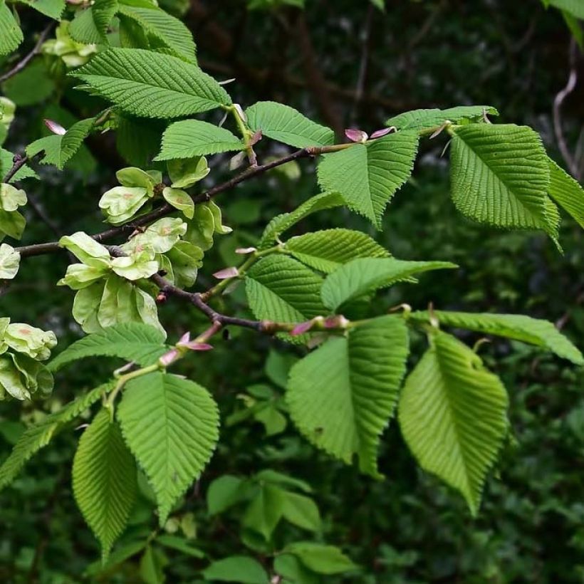 Ulmus glabra - Olmo (Follaje)
