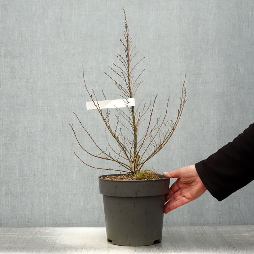 Ulmus hollandica Jacqueline Hillier - Olmo Maceta 4L/5L, Formación arbustiva Ejemplar entregado en la primavera