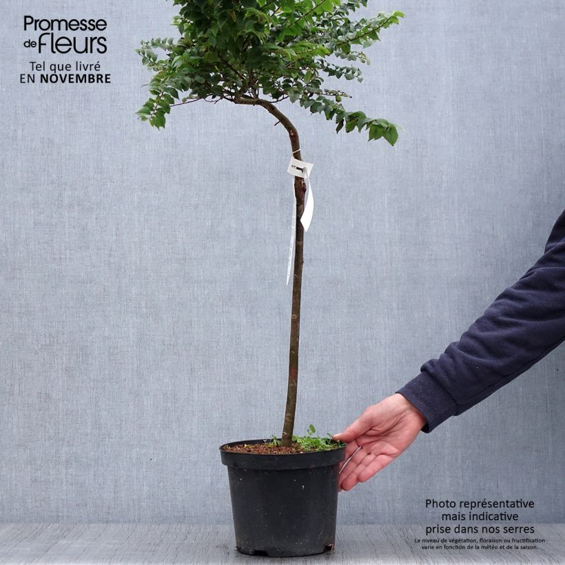 Ejemplar de Ulmus hollandica Jacqueline Hillier - Olmo Maceta 4L/5L entregado en otoño