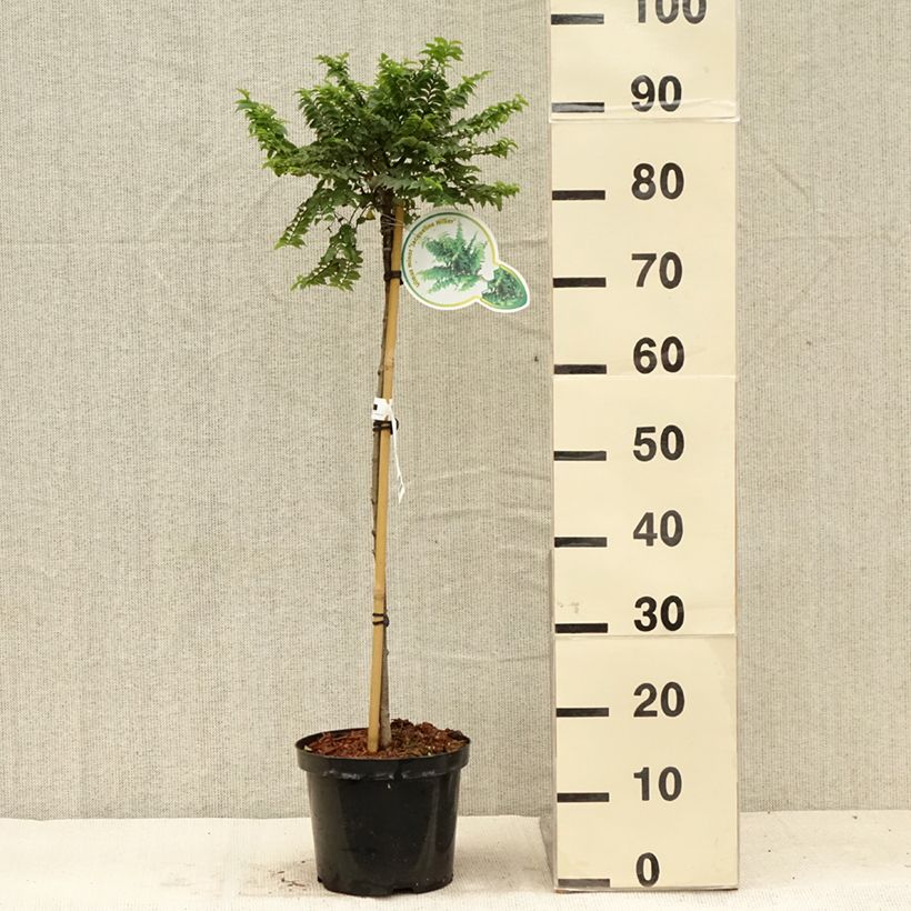 Ejemplar de Ulmus hollandica Jacqueline Hillier - Olmo Maceta 4L/5L, Tallo entregado en verano