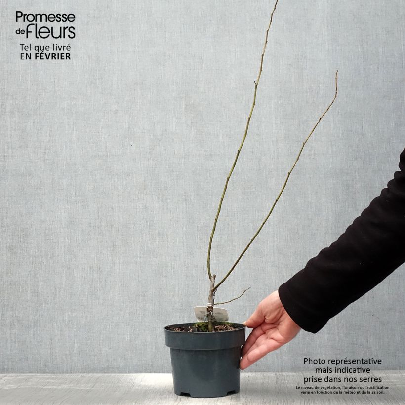 Ulmus hollandica Wredei - Olmo Maceta 3L/4L Ejemplar entregado en invierno