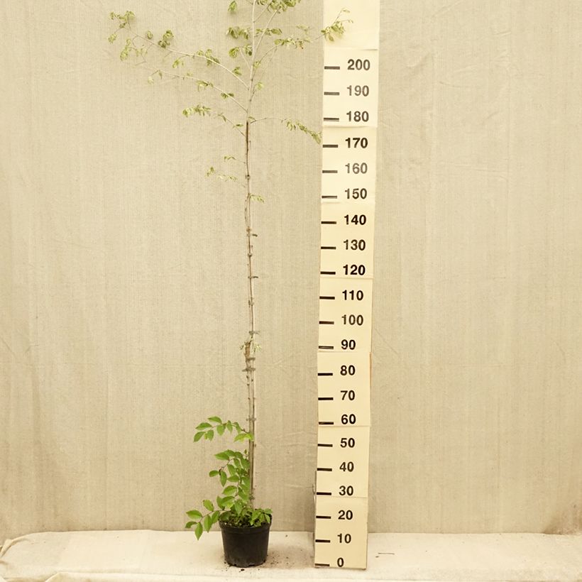 Ejemplar de Ulmus minor Argenteovariegata - Orme champêtre panaché Pot de 4L/5L, Tige entregado en verano