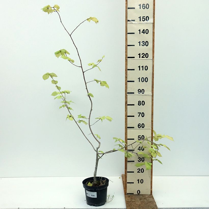 Ejemplar de Ulmus minor Louis van Houtte - Olmo Maceta 7,5L/10L entregado en verano