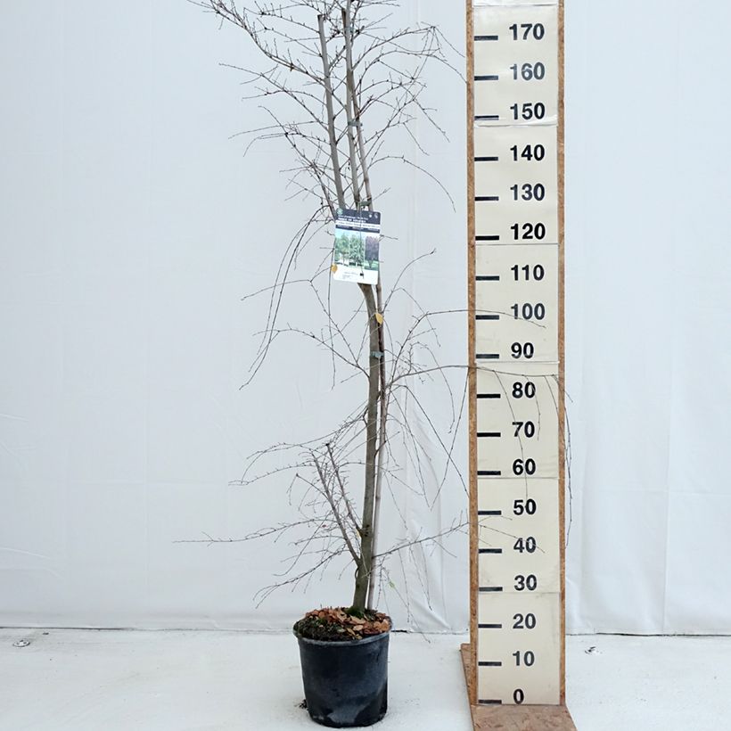Ejemplar de Ulmus minor - Olmo Maceta 7,5L/10L entregado en otoño