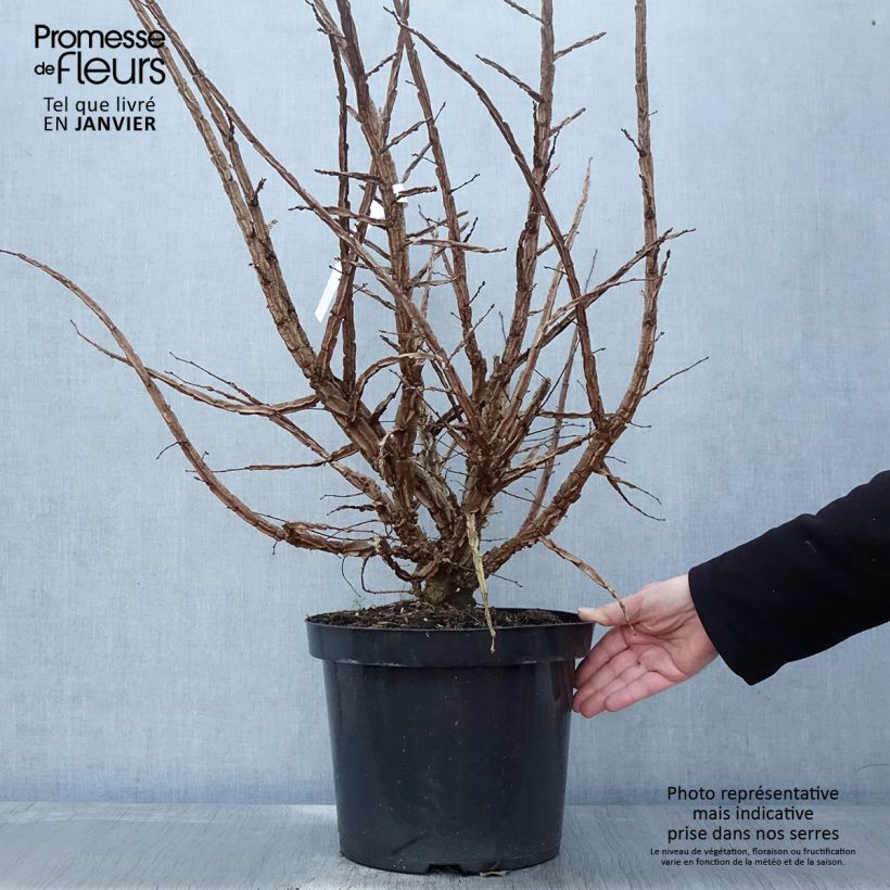 Ulmus minor suberosa - Olmo Maceta 7,5L/10L Ejemplar entregado en invierno
