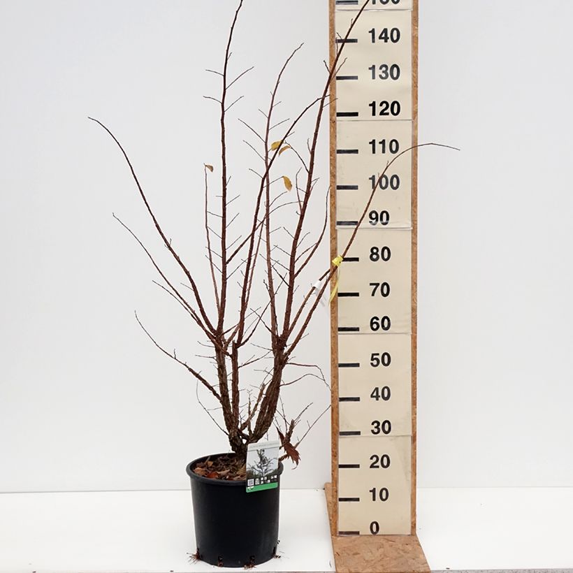 Ejemplar de Ulmus minor suberosa - Olmo Maceta 7,5L/10L entregado en otoño