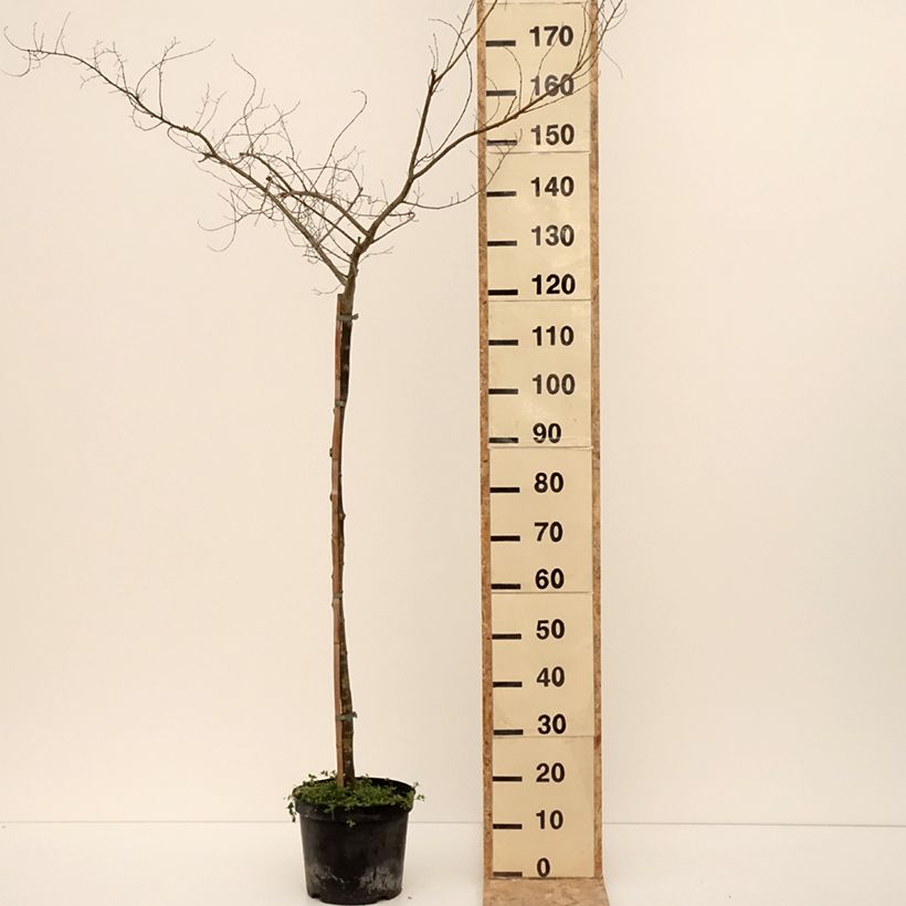 Ulmus minor Viminalis Aurea - Olmo Maceta 4L/5L Ejemplar entregado en invierno