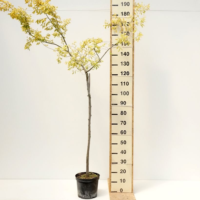 Ulmus minor Viminalis Aurea - Olmo Maceta 4L/5L, Tallo Ejemplar entregado en la primavera