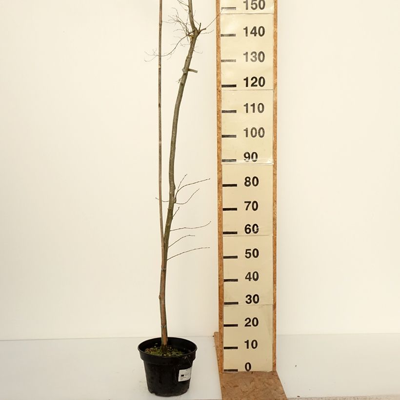 Ejemplar de Ulmus minor Viminalis Aurea - Olmo Maceta 4L/5L, Tallo entregado en otoño