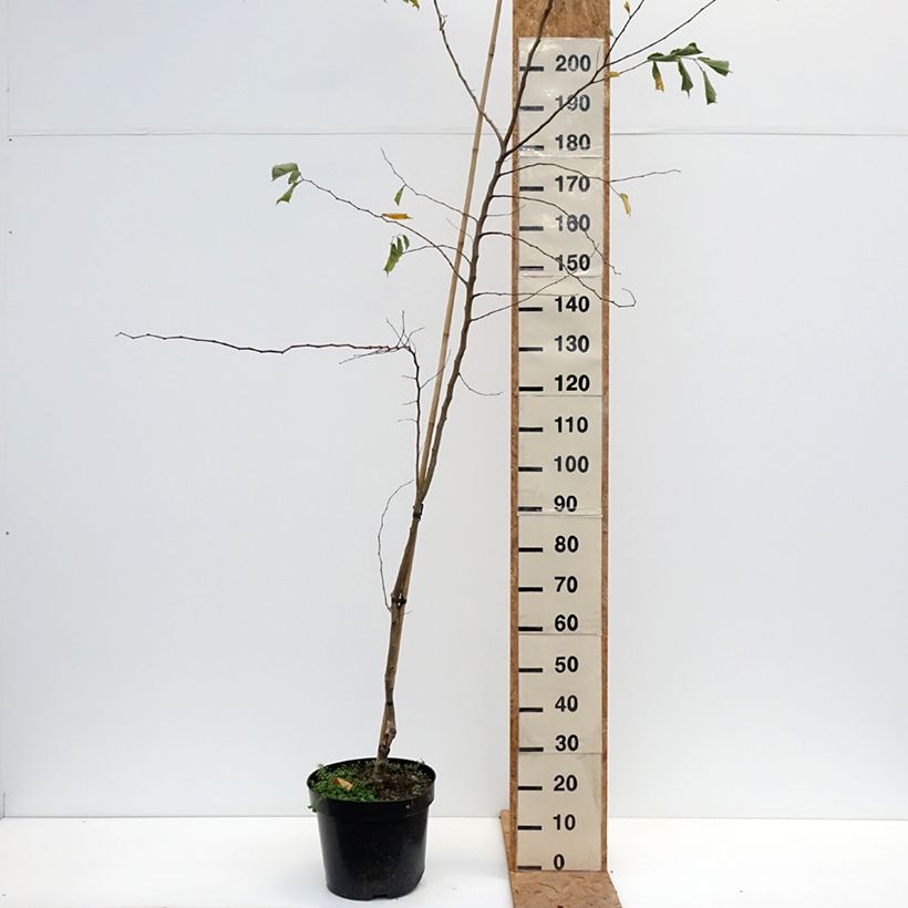 Ejemplar de Ulmus minor Webbiana - Olmo Maceta 12L/15L entregado en otoño