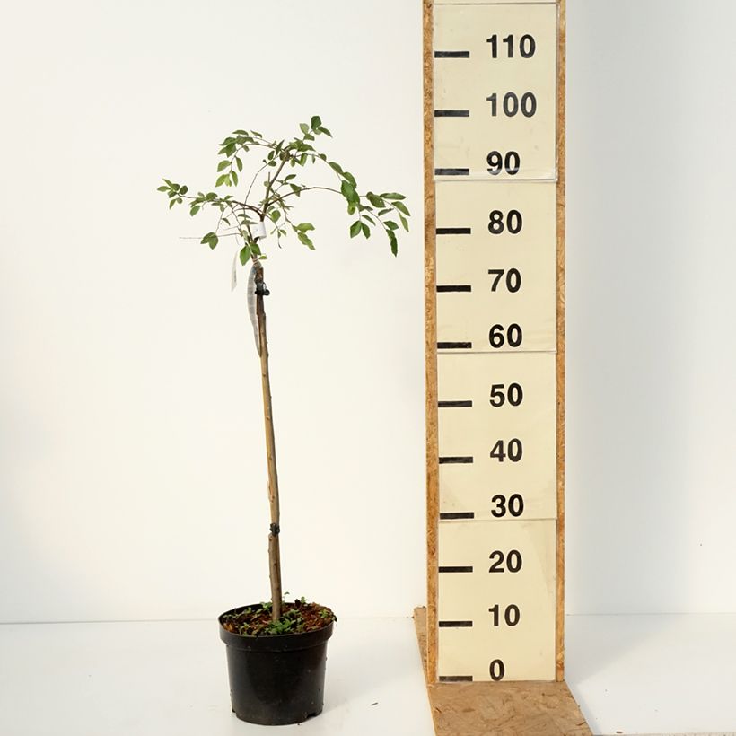 Ejemplar de Ulmus parvifolia Geisha - Olmo Maceta 4L/5L, Tallo entregado en otoño