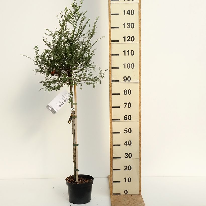 Ejemplar de Ulmus parvifolia Seiju - Olmo Maceta 4L/5L, Tallo entregado en verano