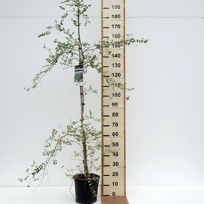 Ejemplar de Ulmus pumila - Olmo Maceta 7,5L/10L entregado en otoño