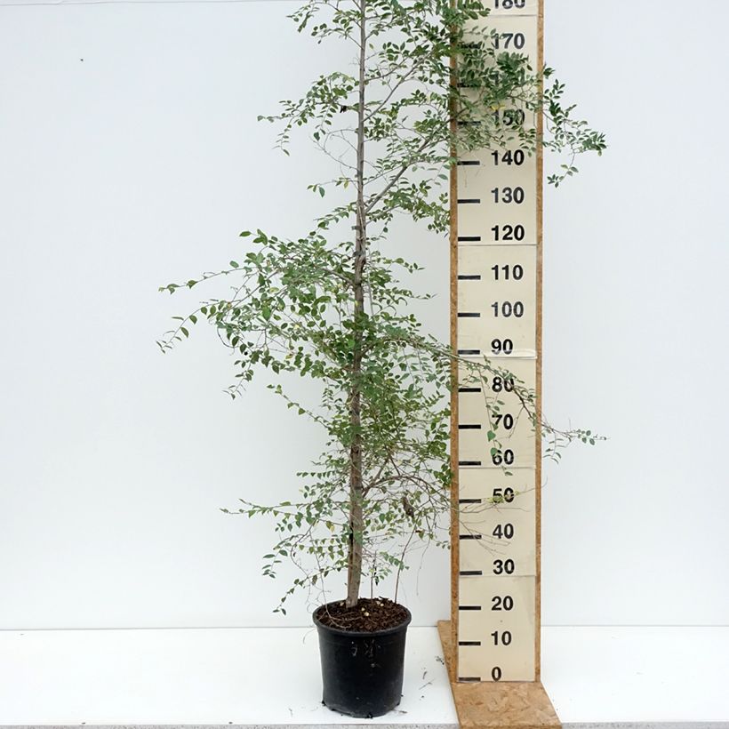 Ejemplar de Ulmus pumila - Olmo Maceta 7,5L/10L entregado en verano