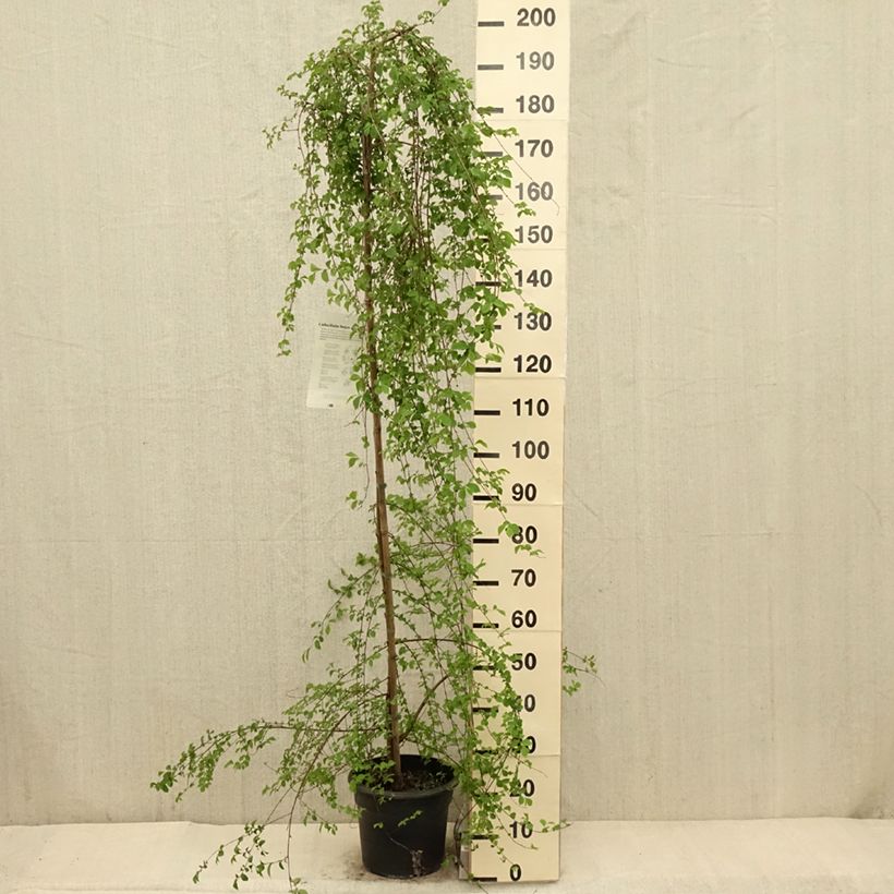 Ulmus pumila - Olmo Maceta 7,5L/10L Ejemplar entregado en la primavera