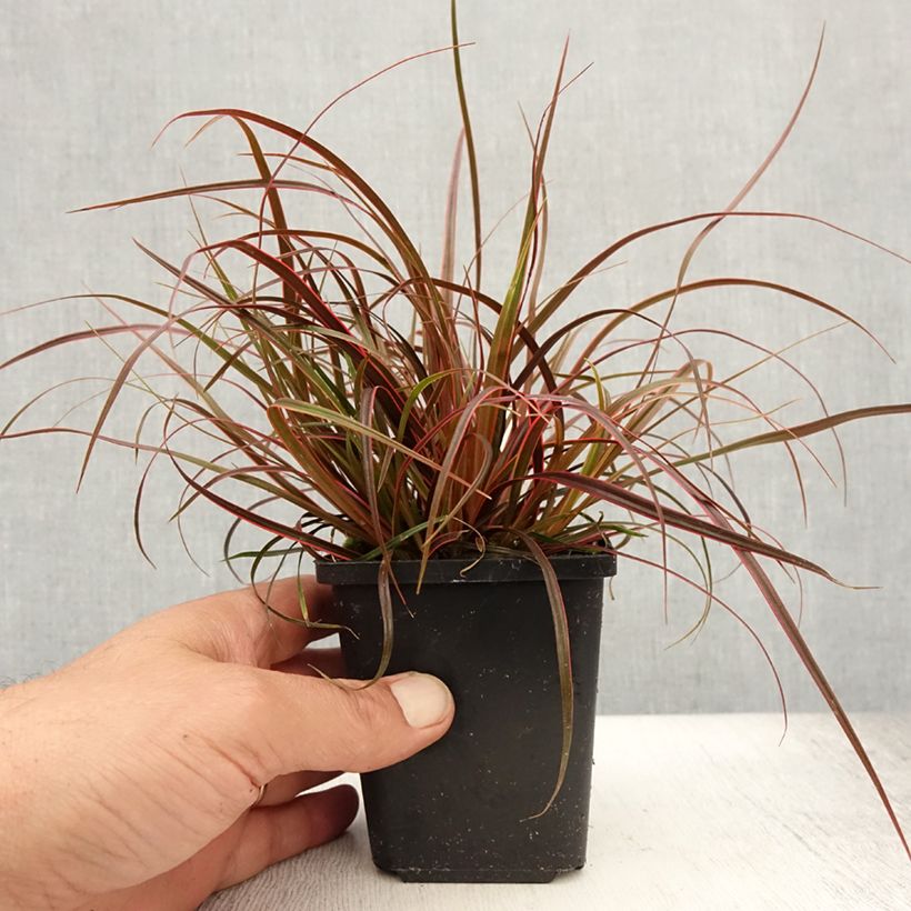 Ejemplar de Uncinia rubra Everflame Maceta de 8/9 cm entregado en verano