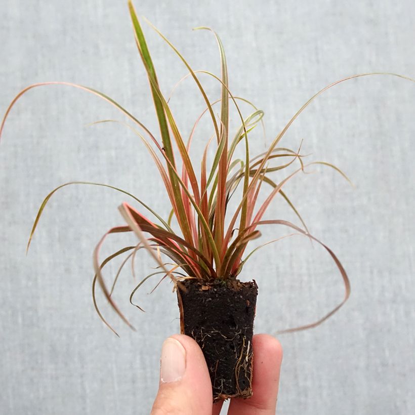 Ejemplar de Uncinia rubra Everflame minicepellón: Ø 3/4 cm entregado en otoño