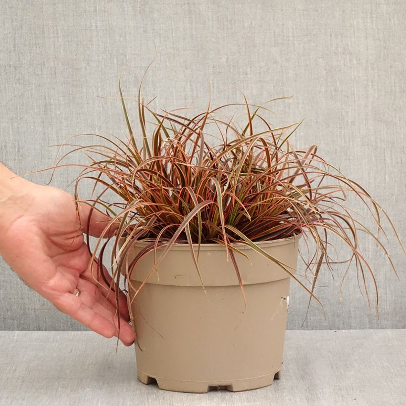 Ejemplar de Uncinia rubra Everflame Maceta 2L/3L entregado en otoño