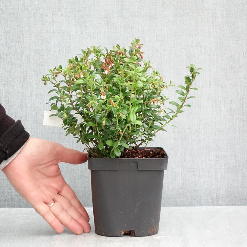 Ejemplar de Arándano rojo Miss Cherry Maceta 2L/3L entregado en otoño