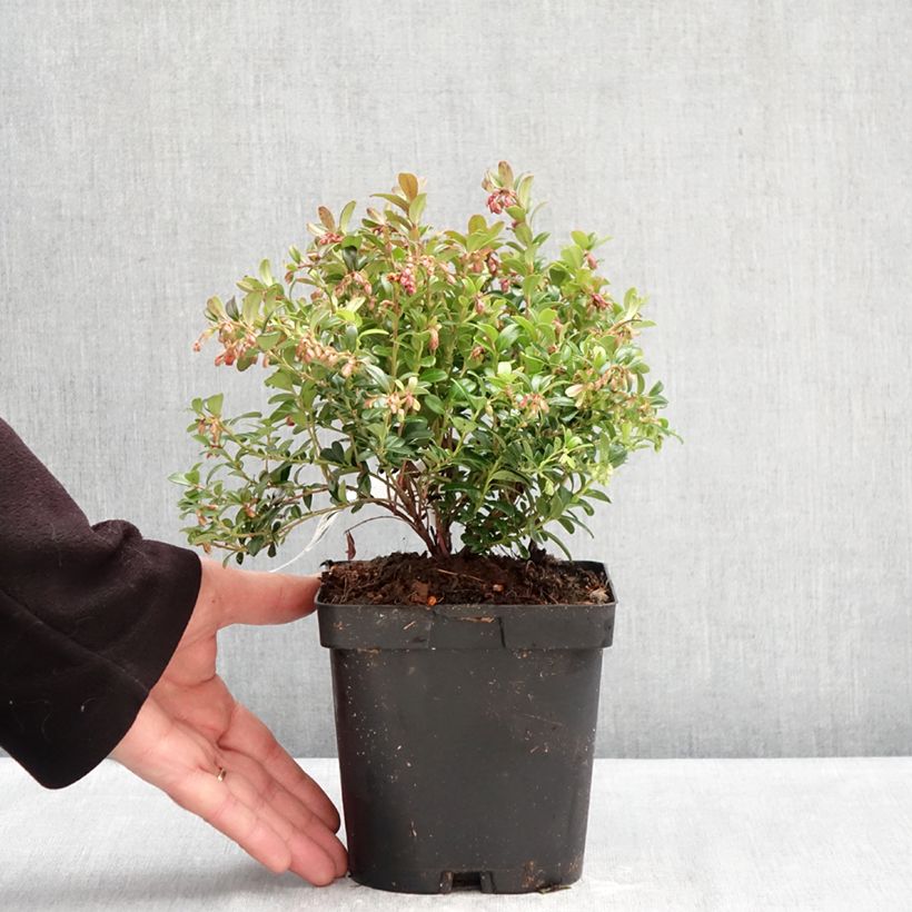 Arándano rojo Miss Cherry Maceta 2L/3L Ejemplar entregado en invierno