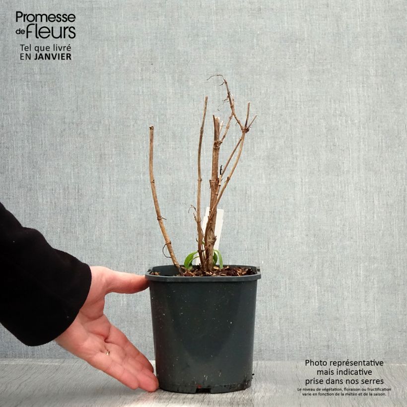 Centranthus ruber Albus - Hierba de San Jorge Maceta 2L/3L Ejemplar entregado en invierno