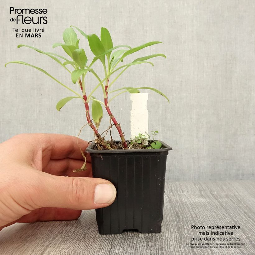 Centranthus ruber - Hierba de San Jorge Maceta de 8/9 cm Ejemplar entregado en la primavera