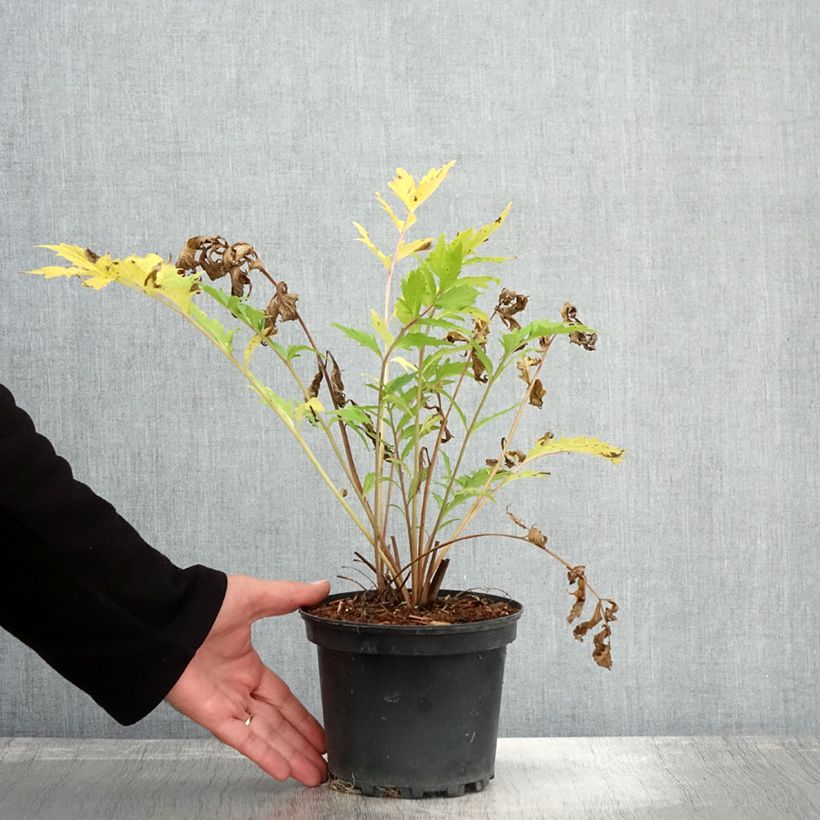 Ejemplar de Valeriana común - Valeriana officinalis Maceta 2L/3L entregado en otoño