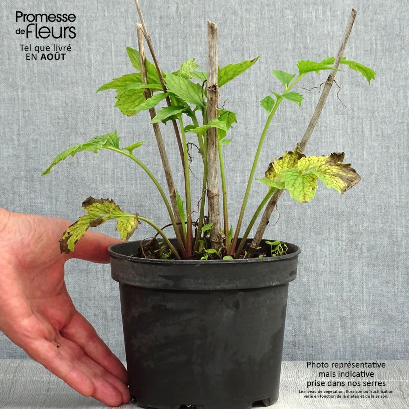 Ejemplar de Valeriana común - Valeriana officinalis Maceta 2L/3L entregado en verano