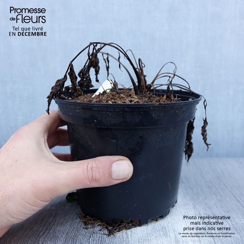 Valeriana común - Valeriana officinalis Maceta 2L/3L Ejemplar entregado en invierno