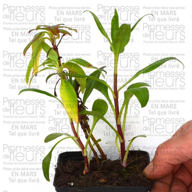 Ejemplo de ejemplar de Centranthus ruber Kempenhof - Hierba de San Jorge Maceta de 8/9 cm tal y como se entrega