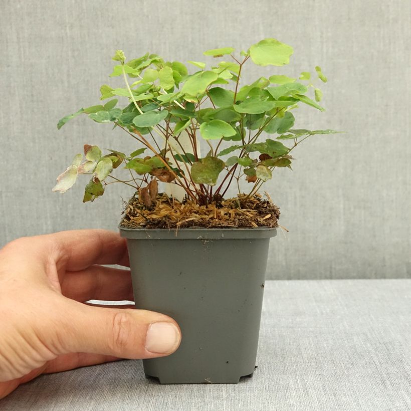 Ejemplar de Vancouveria hexandra Maceta de 8/9 cm entregado en verano