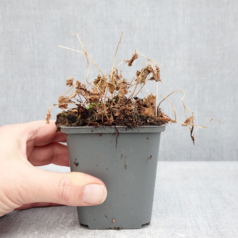 Vancouveria hexandra Maceta de 8/9 cm Ejemplar entregado en invierno